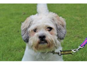 Bobbie - Male Lhasa Apso Photo