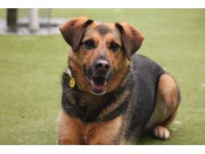 Callie - Female German Shepherd Dog (GSD / Alsatian) Photo
