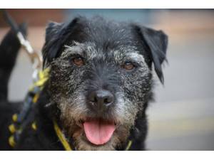 Casper - Male Patterdale Terrier Photo