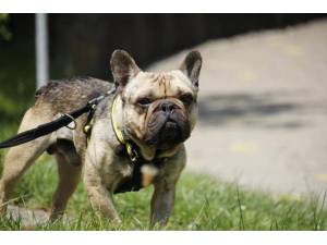 Francois - Male Bulldog: French Photo