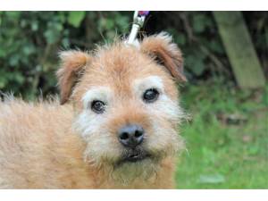 Fudge - Male Terrier: Border Photo