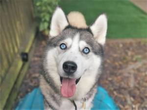 Gypsy - Female Siberian Husky Photo