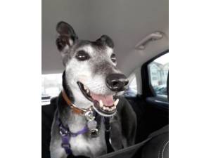 June - Female Lurcher Photo