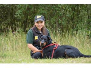 Jupiter - Male Dobermann Photo