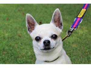 Milo - Male Chihuahua: Short Hr Photo