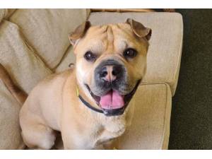 Percy - Male A Crossbreed Photo