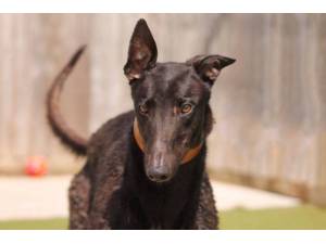 Raven - Male Greyhound Photo