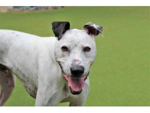 Rocket - Male Lurcher Photo