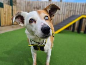 Ruby - Female Border Collie Photo
