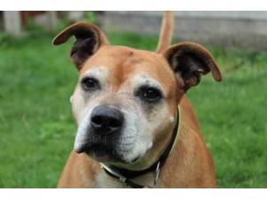 Sapphire - Female Staffordshire Bull Terrier (SBT) Photo