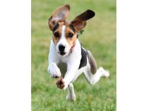 Hiro (Was Rufus) - Male Beagle cross Harrier Photo