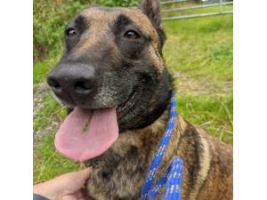 Jay - Female Belgian Shepherd Dog Photo