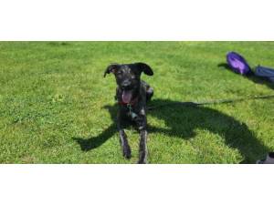 Hazel - female Lurcher Photo