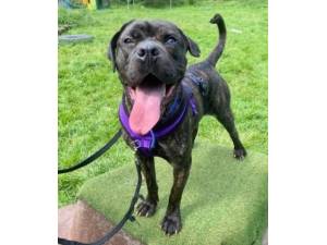 Roxy - Female Mastiff Cross Photo