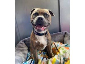 Thor - Male Staffordshire Bull Terrier Photo