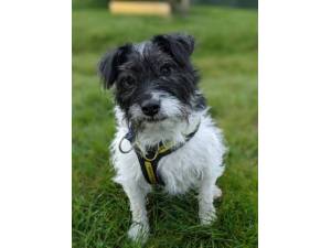 Badger - Male Terrier Cross Photo