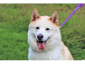 Beau - Male Siberian Husky Photo