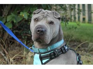 Benson - Male Shar-Pei Photo
