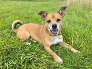 Billy - Male Terrier Cross Photo