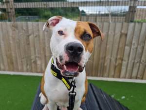 Buddy - Male American Bulldog Photo