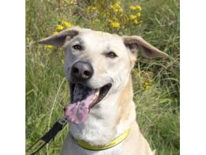 Dobby - Male A Crossbreed Photo