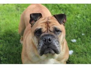 Farley - Female Bulldog: English Photo