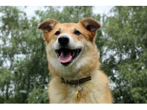 Leo - Male A Crossbreed Photo