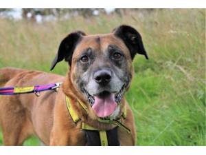 Murphy - Male Boxer Photo