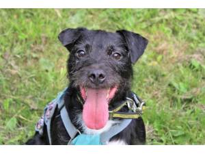 Nigel - Male Patterdale Terrier Photo