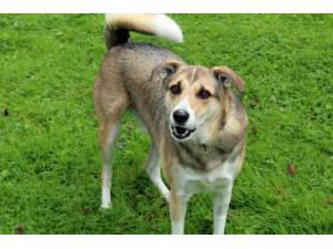 Rolo - Male A Crossbreed Photo