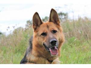 Roxy - Female German Shepherd Dog (GSD / Alsatian) Photo
