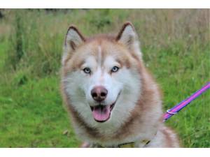 Siren - Male Siberian Husky Photo