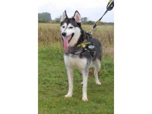 Spectrum - Male Siberian Husky Photo