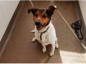 ZACK - Border Collie
crossbreed Photo