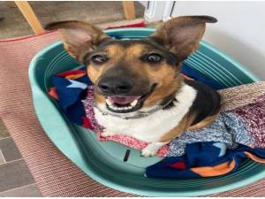 SHEBA - Border Collie
crossbreed Photo