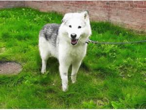 TIMBER - Husky (Siberian)
crossbreed Photo