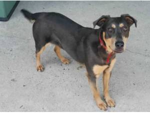 PIPPIN - Crossbreed/Unknown Photo