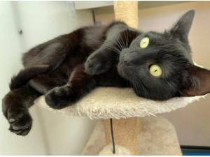 MIDNIGHT - Domestic Shorthair
crossbreed Photo