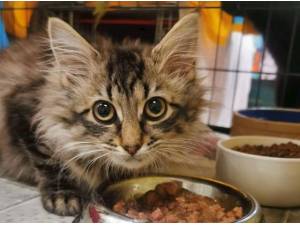 FERAL CATS SEEK WORK - Domestic Shorthair
crossbreed Photo