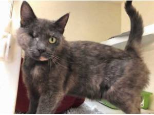 SIENNA - Domestic Shorthair
crossbreed Photo