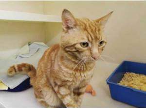 BURNHAM - Domestic Shorthair
crossbreed Photo