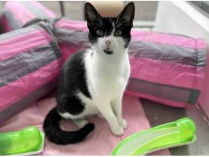 RAPHAELA - Domestic Shorthair
crossbreed Photo