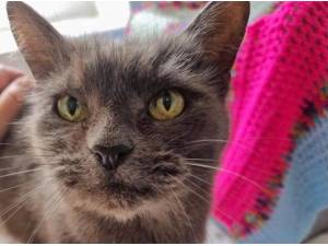 SMOKEY - Domestic Shorthair
crossbreed Photo