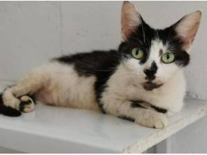 PEACHES - Domestic Shorthair
crossbreed Photo