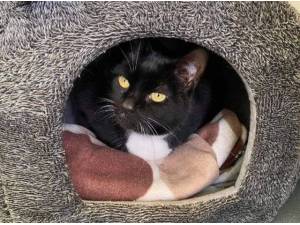 MITSY - Domestic Shorthair
crossbreed Photo