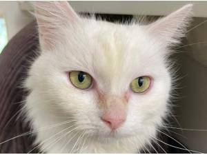 ICE - Domestic Longhair
crossbreed Photo