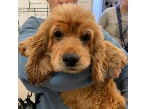 Peace - Female American Cocker Spaniel Photo