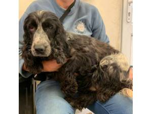 Petal - Female Cocker Spaniel Photo