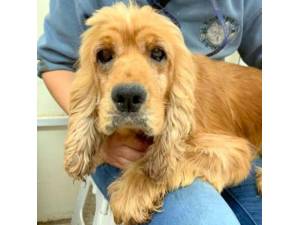Pippi - Female American Cocker Spaniel Photo