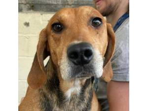 Rumour - Female Harrier Cross Beagle Photo